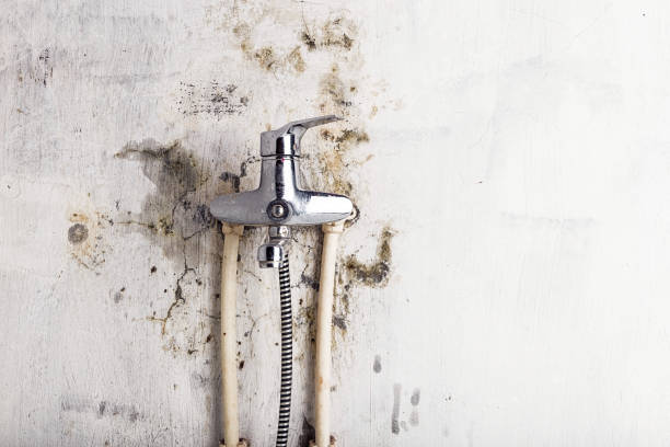 Best Fast Mold Removal  in Auburn, CA