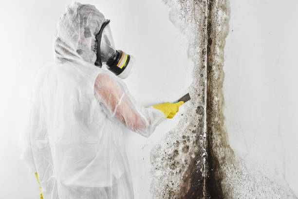 Best Attic Mold Removal  in Auburn, CA