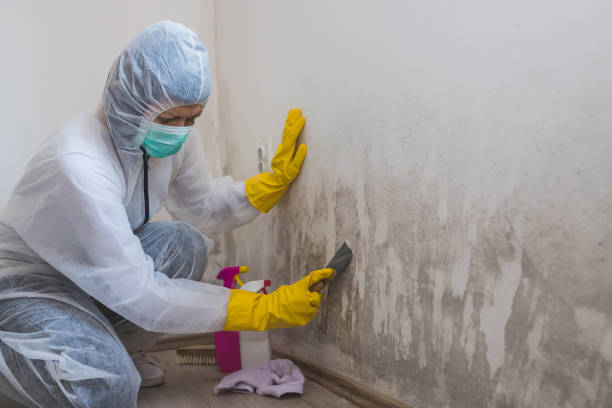 Best Crawl Space Mold Removal  in Auburn, CA