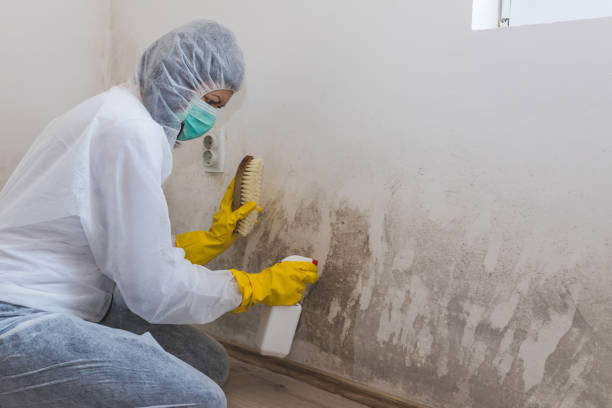 Best Mold Remediation  in Auburn, CA