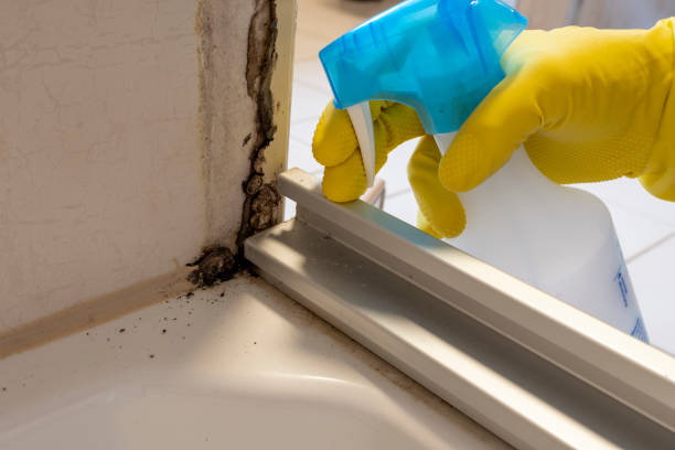 Best Professional Mold Removal  in Auburn, CA