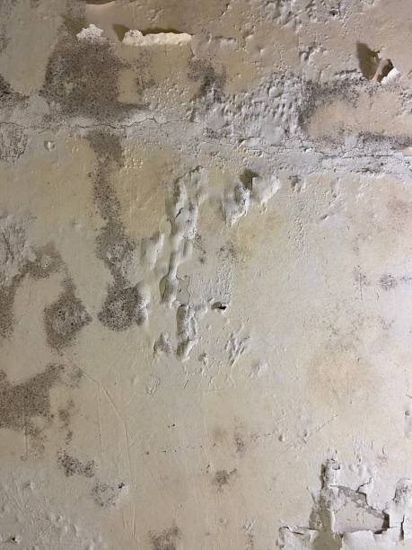 Best Commercial Mold Removal  in Auburn, CA