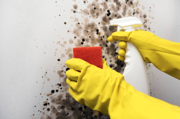 Professional Mold Removal in Auburn, CA