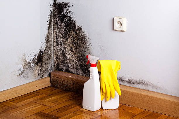 Best Local Mold Removal Service  in Auburn, CA