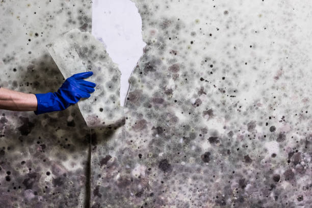 Office Mold Removal Services in Auburn, CA