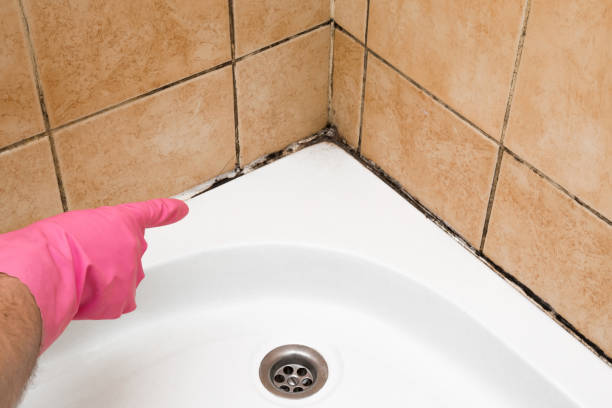 Best Affordable Mold Removal  in Auburn, CA
